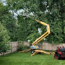 Best Arborist Consultation Services  in Dogtown, CA
