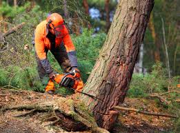 Best Lawn Grading and Leveling  in Dogtown, CA