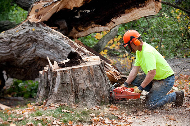 Best Commercial Tree Services  in Dogtown, CA